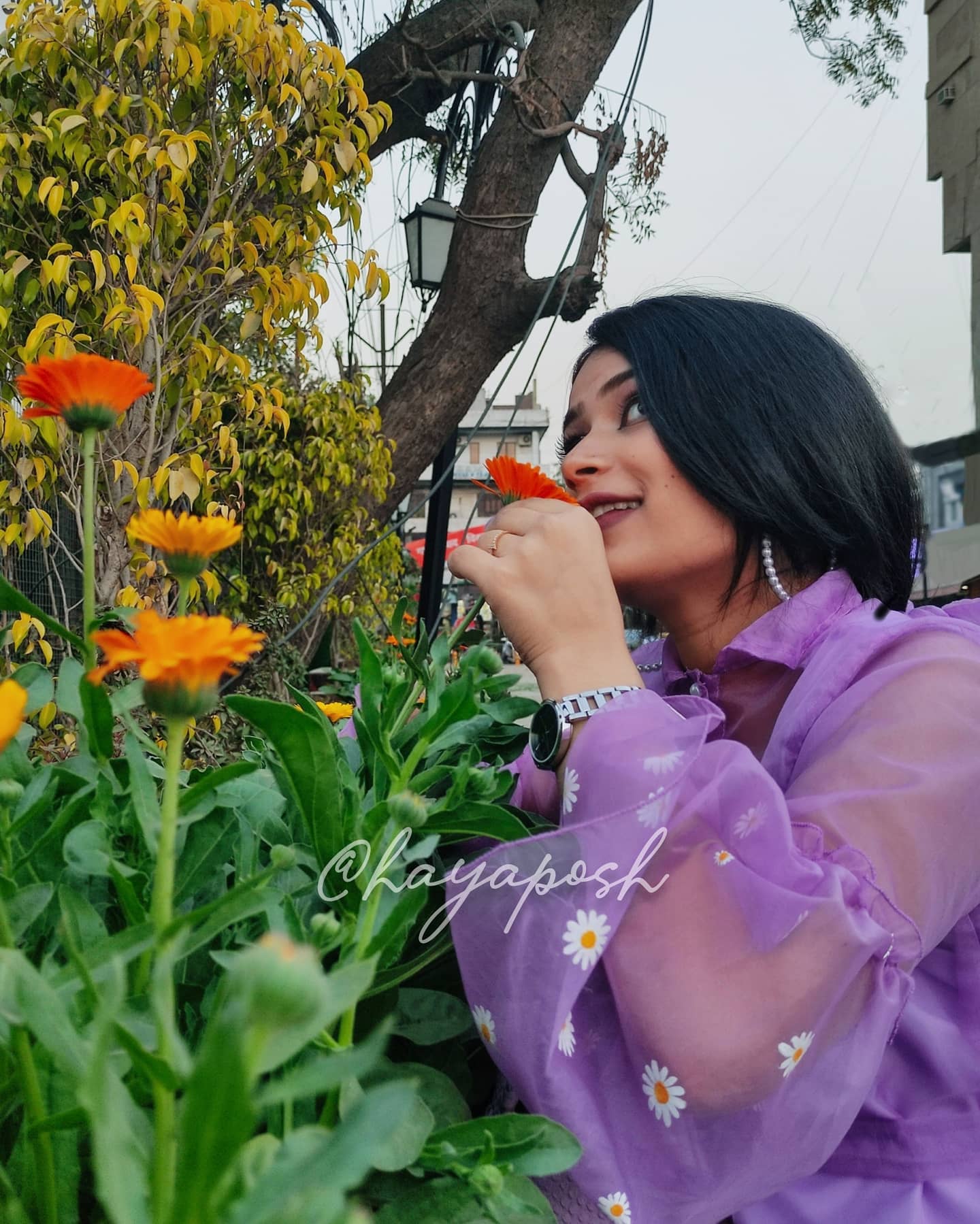 Daisy Top Top Hayaposh India.