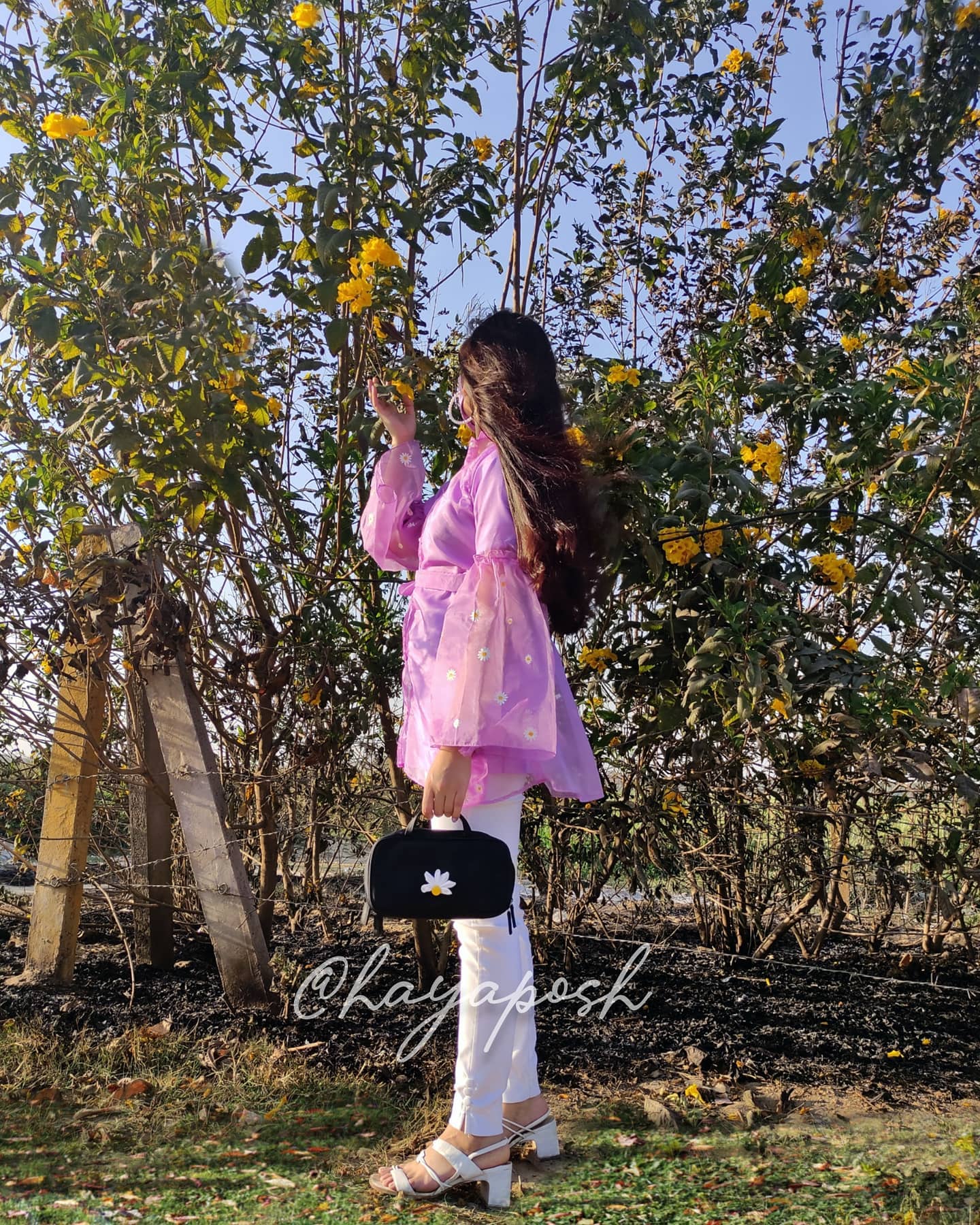 Daisy Top Top Hayaposh India.